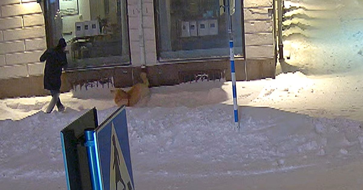 Sparkade och tryckte ner hund i sn&ouml;driva &ndash; man i Ume&aring; &aring;talas