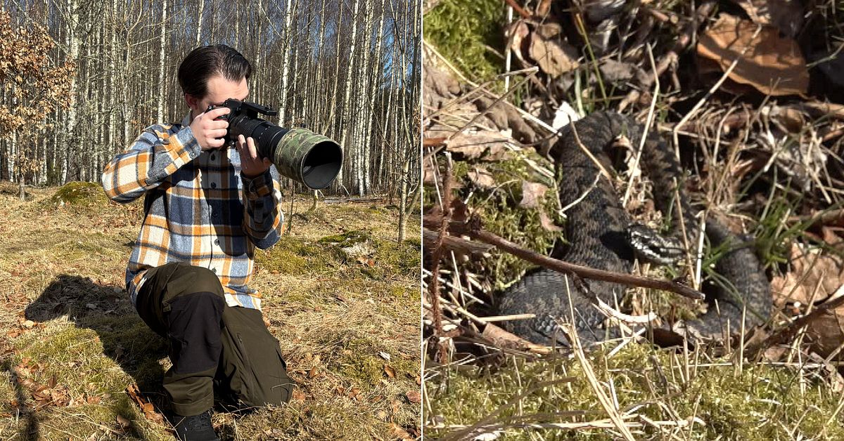 Huggormarna har vaknat &ndash; h&auml;r springer SVT:s team p&aring; ormen i skogen