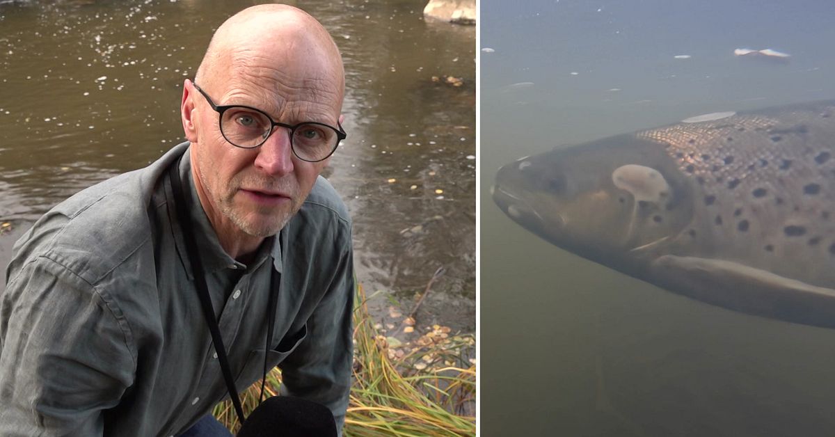 Svampangrepp sl&aring;r mot fisken i Ljungan &ndash; d&auml;rf&ouml;r h&auml;nder det