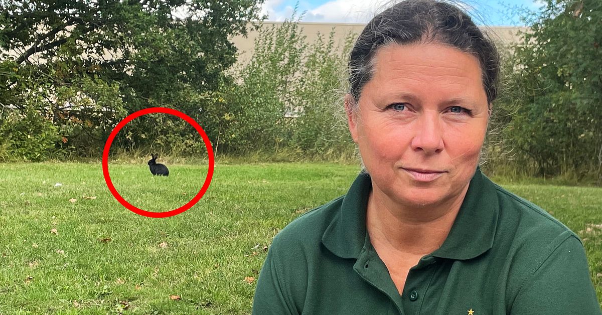 Kanininvasion p&aring; campingen vid Parken Zoo: &rdquo;Skulle beh&ouml;ver f&aring;nga dem&rdquo;