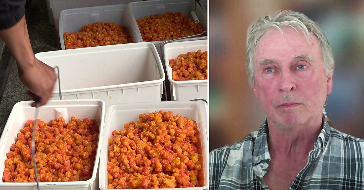 F&auml;rre utl&auml;ndska b&auml;rplockare ger brist p&aring; sylt &ndash; importerade b&auml;r tar &ouml;ver