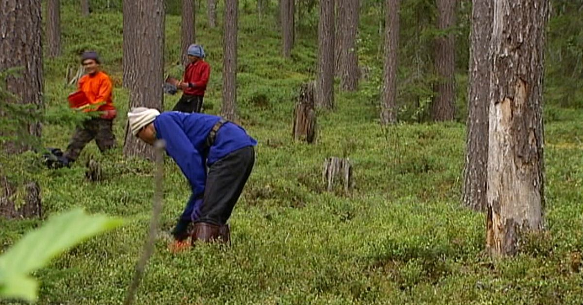 Miljonskadestånd till thailändska bärplockare
