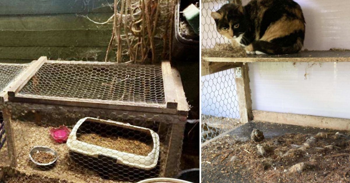 Par i Sundsvall åtalas – katter levde under ”tortyrliknande förhållanden”