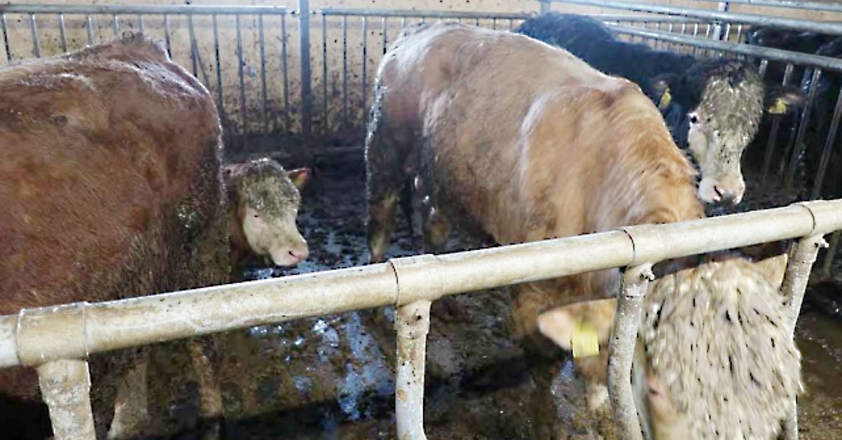 Nerbajsade och avmagrade kor &ndash; lantbrukare &aring;talas f&ouml;r djurpl&aring;geri