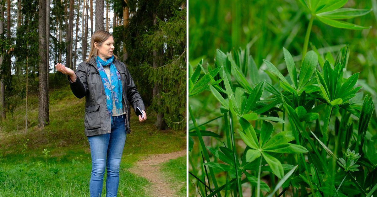 Syskonen från Hagfors rensade invasiva växter – för 40 000 kronor