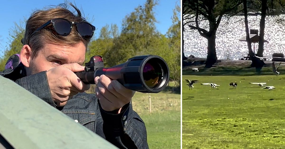 Fågeljakt på badstranden – här testar SVT:s reporter lasern mot kanadagässen