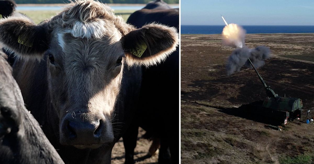 Kor på bete med en explosion i bakgrunden