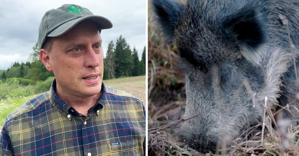LRF V&auml;rmland vill minska vildsvinsstammen kraftigt &ndash; med hj&auml;lp av dr&ouml;nare