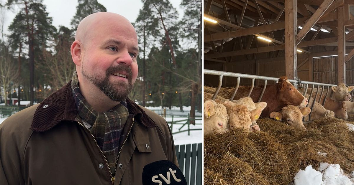 Regeringen vill &ouml;ka svensk n&ouml;tk&ouml;ttsproduktion: &rdquo;Vi beh&ouml;ver fler kossor i Sverige&rdquo;