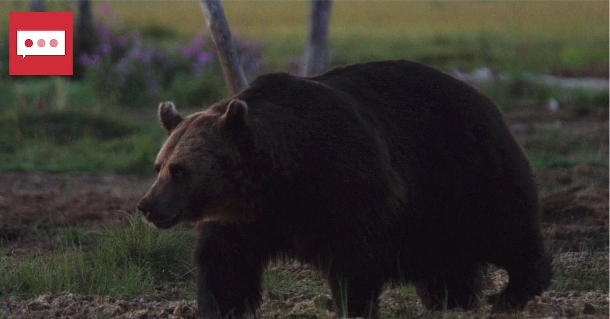 Previous miscalculation behind significantly increased bear quota