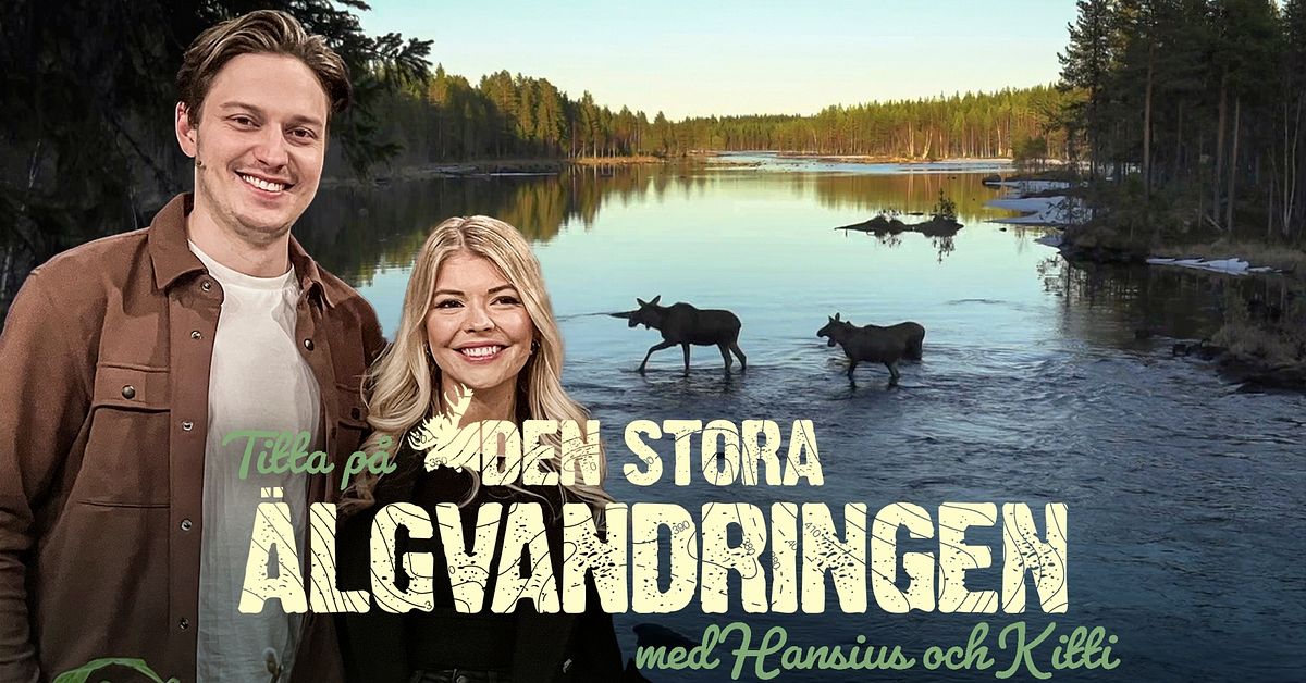 Hansius och Kitti kommenterar älgvandringen live – se sändningen här