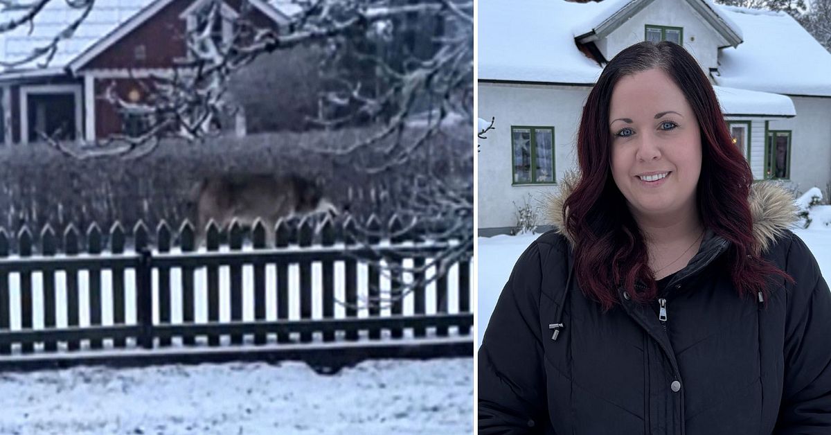 H&auml;r dyker vargen upp utanf&ouml;r vardagsrummet: &rdquo;En h&auml;ftig upplevelse&rdquo;