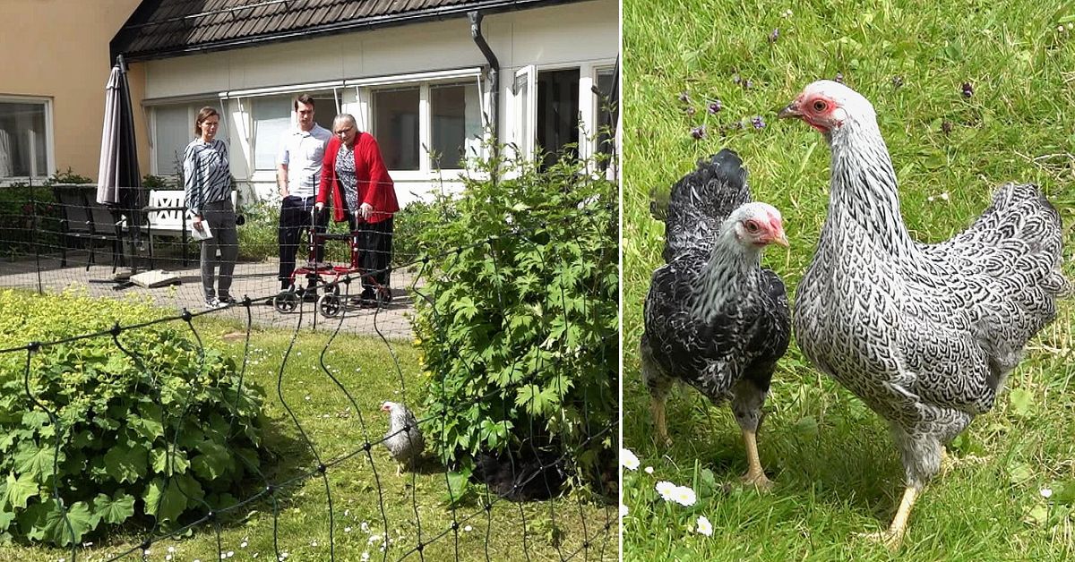 H&ouml;ns skapar trivsel p&aring; &auml;ldreboende i Hammerdal