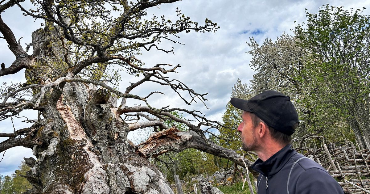 Här slår den tusenåriga eken ut igen – bara en gren lever | SVT Nyheter