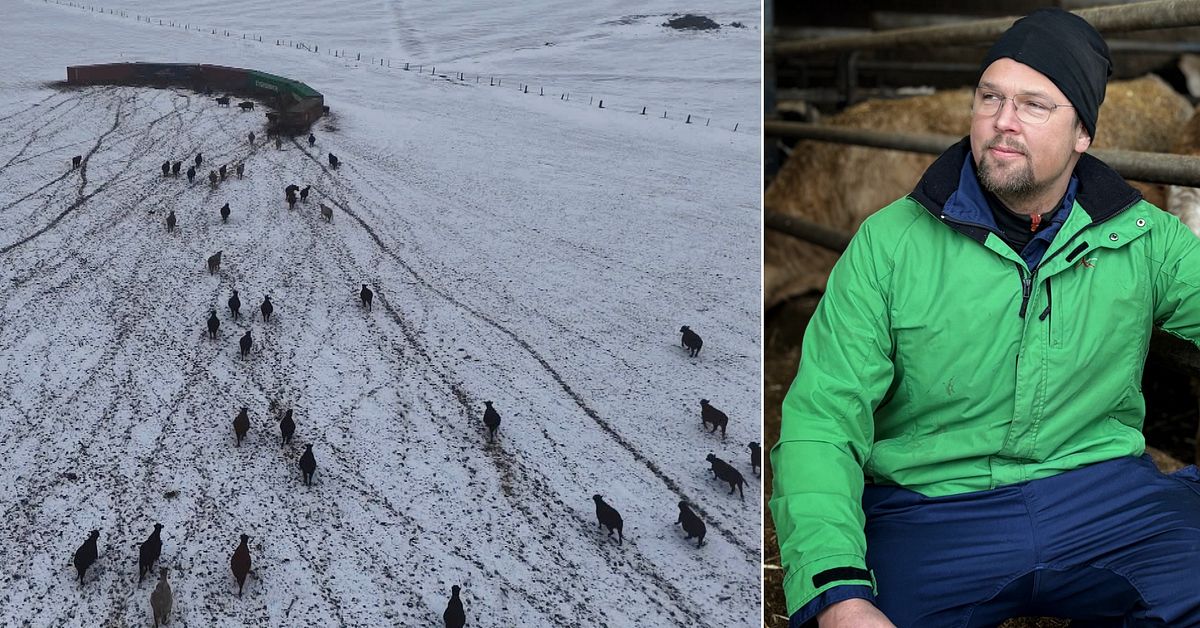 K&ouml;ttbonden: D&auml;rf&ouml;r gapar det tomt i kyldiskarna