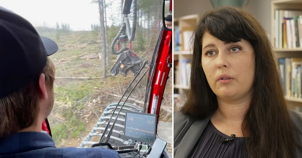 Skogsutredningen väcker debatt – möter både ris och ros