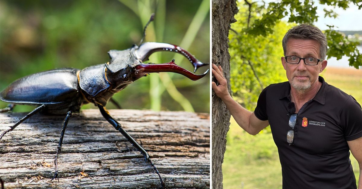 Mini-monstret ekoxen beh&ouml;ver din hj&auml;lp i sommar