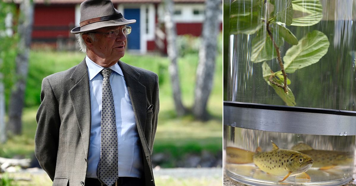 Kungen är i Ydre – inviger ny fri väg för fisken | SVT Nyheter