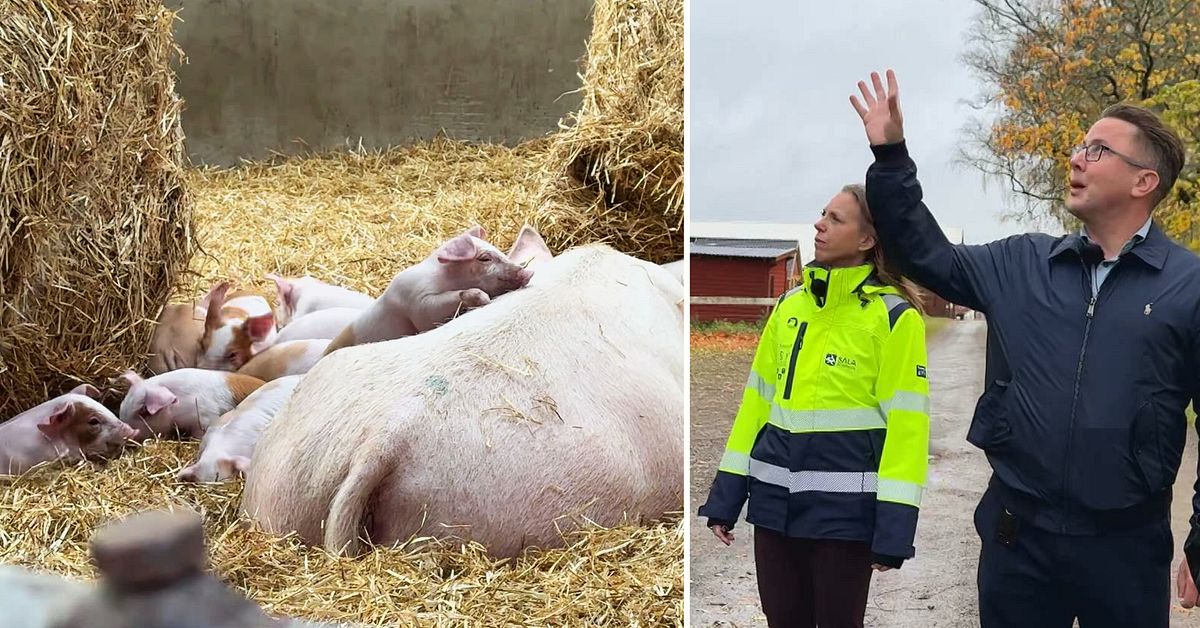 Efter misst&auml;nkta djurpl&aring;geriet p&aring; &Ouml;sby &ndash; fler kameror i skolans hagar