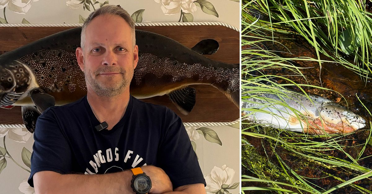 Zombielaxar i Torne&auml;lven &ndash; d&ouml;da och sjuka fiskar oroar experter