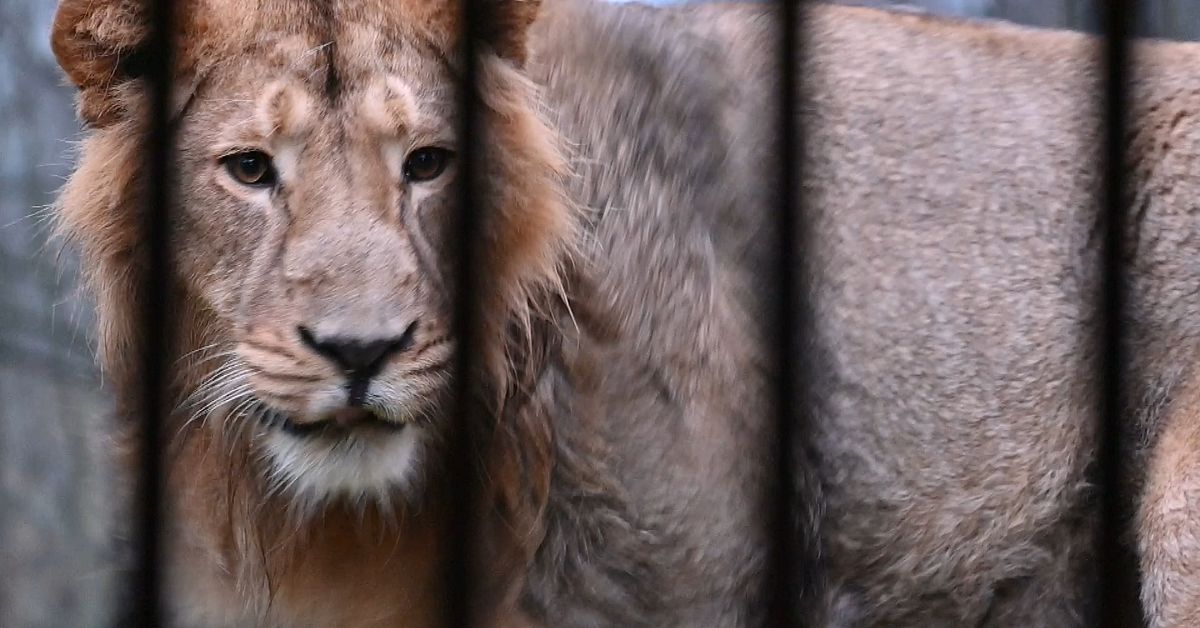 Kolmården har skiftat fokus: Afrikanska lejon ut – hotade asiatiska lejon in