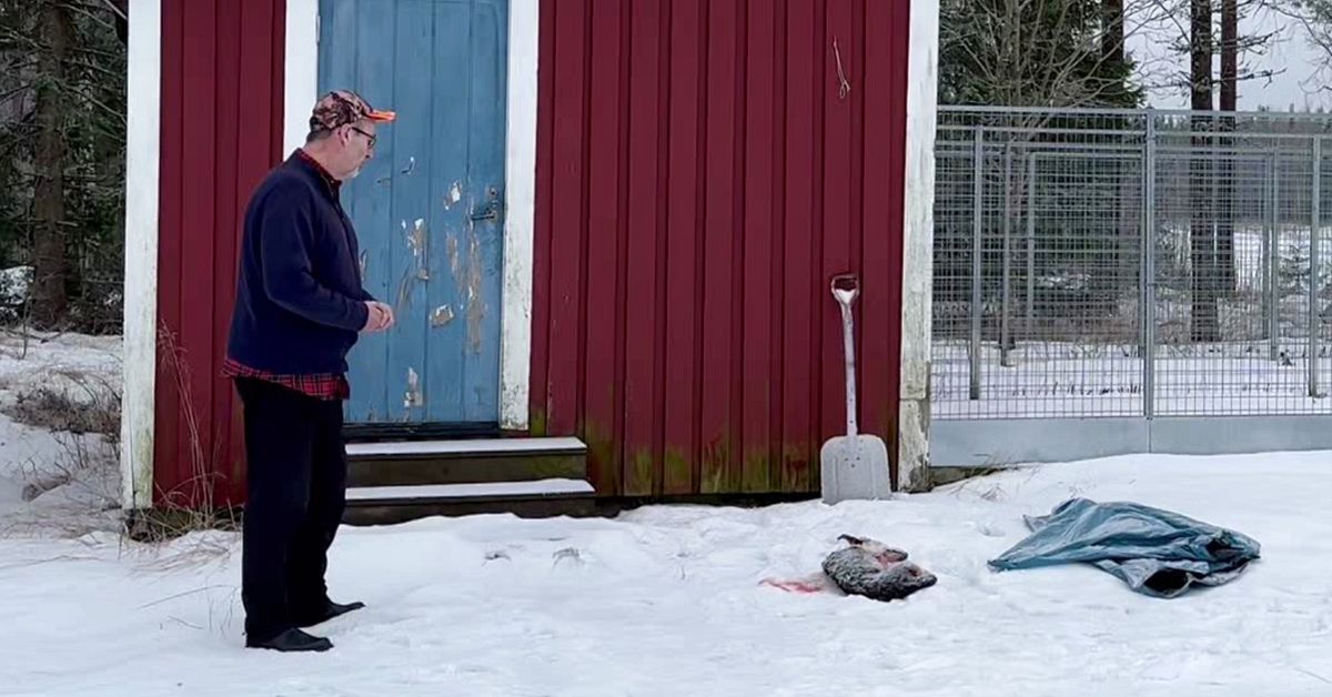 Anders hund d&ouml;dades av &ouml;rn i Nordmaling: &rdquo;En hemsk upplevelse&rdquo;