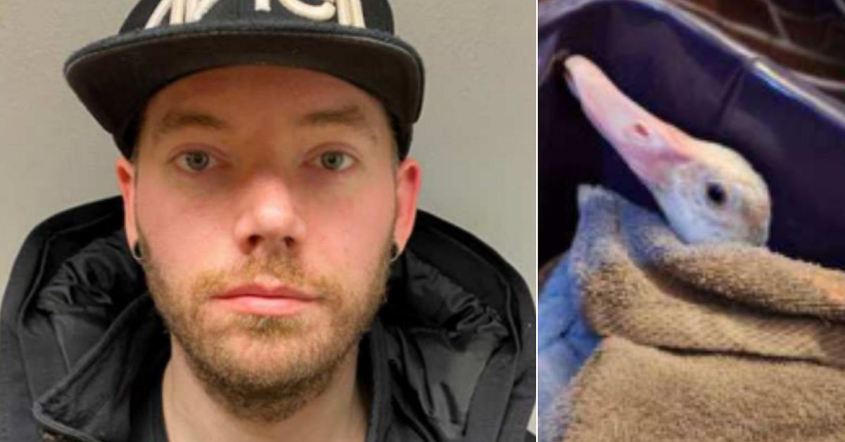 Nytorgsmannen får djurförbud – vanvårdade sina ankor