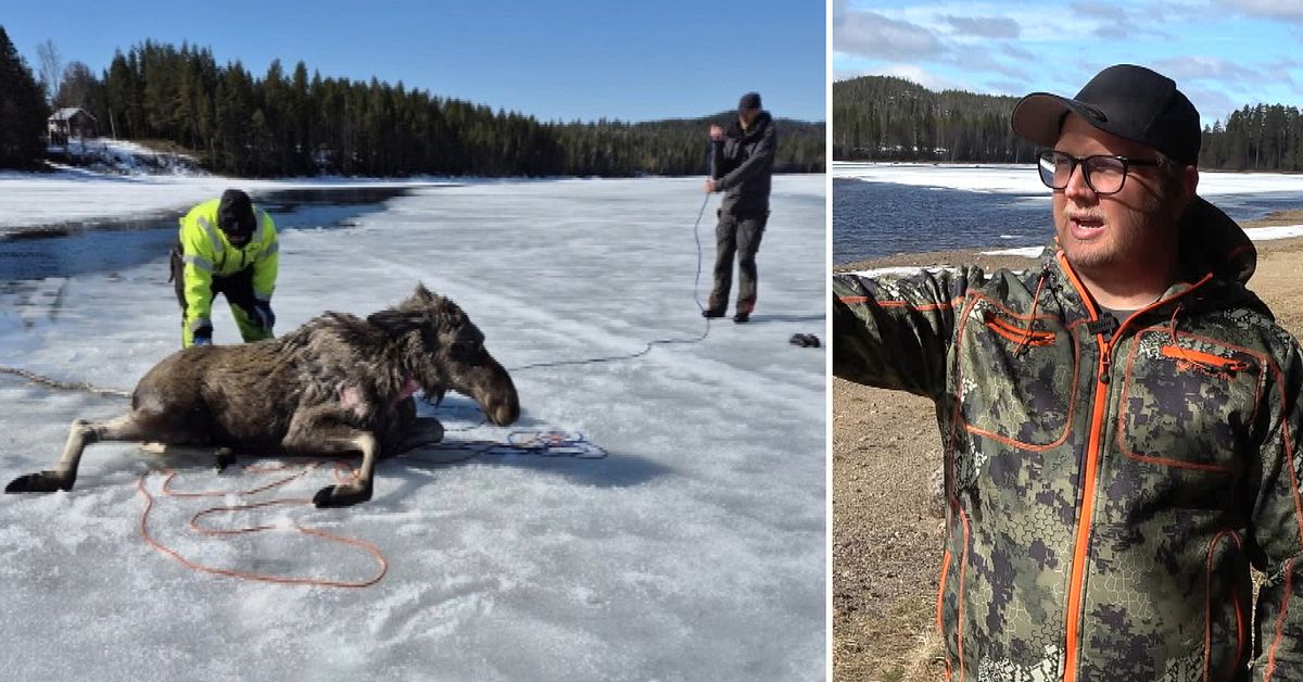 &Auml;lgdrama i Vindel&auml;lven slutade lyckligt: &rdquo;Isen var endast fem centimeter tjock&rdquo;