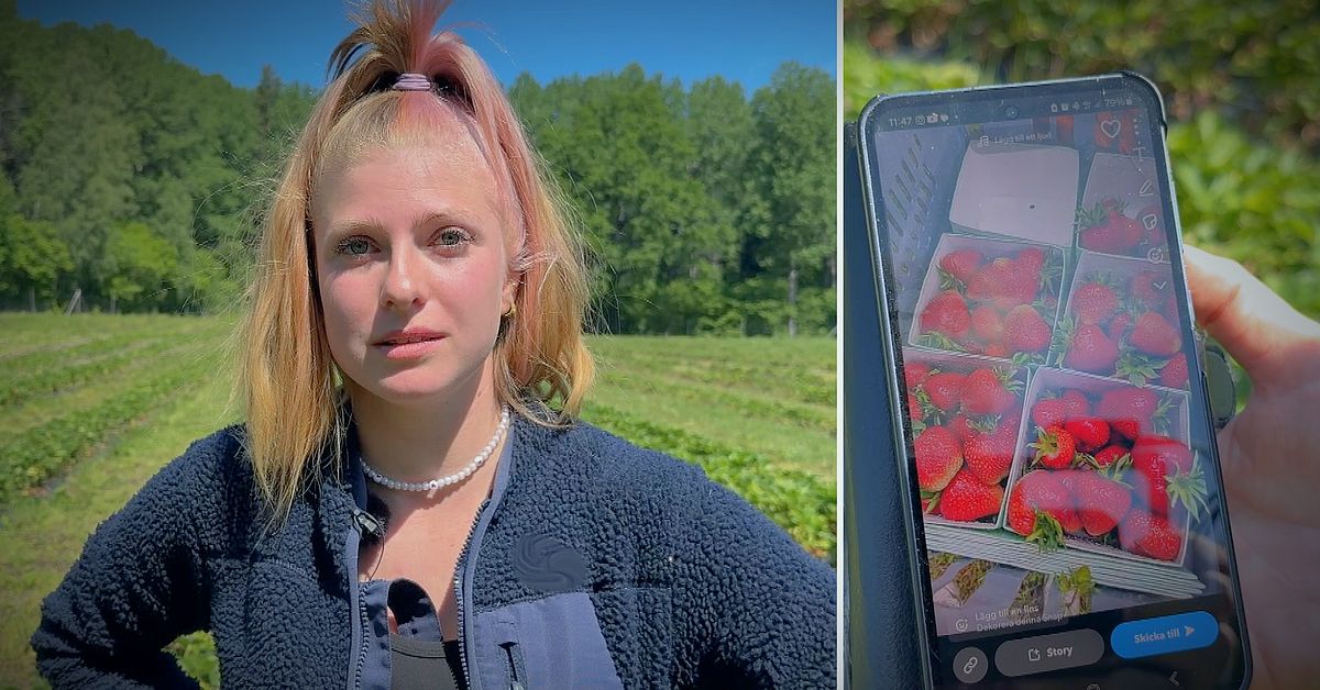Fräcka jordgubbstjuvar stal alla mogna bär från odlingen i Lina – ”Knappt man tror det är sant”