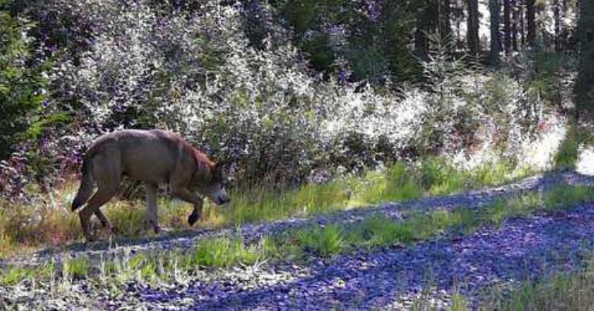 Vildsvinsj&auml;gare sk&ouml;t varg i f&aring;rhage i Vaggeryd