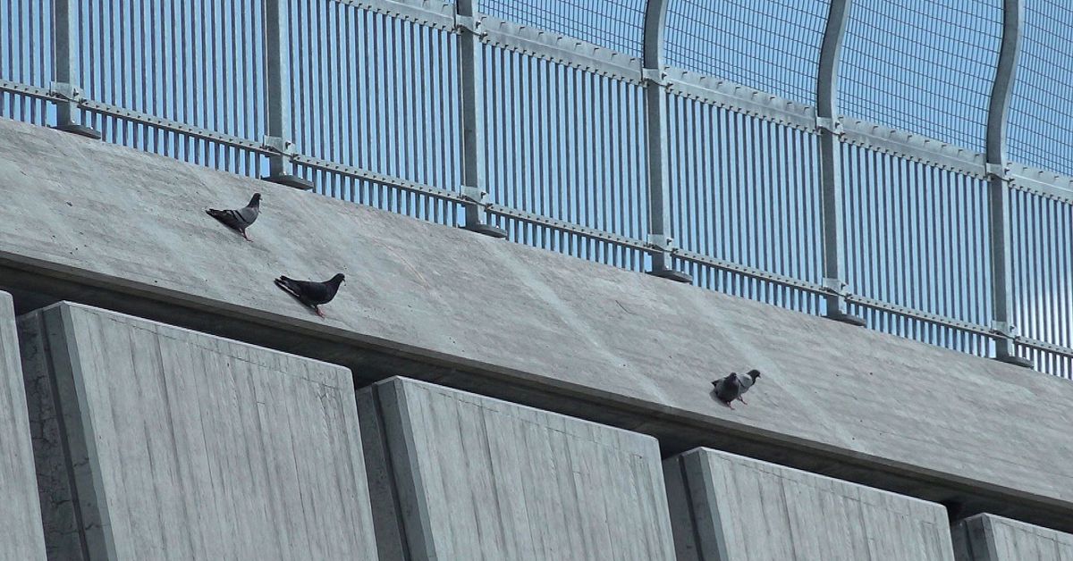 Duvskit fräter på Sundsvallsbron – spillningen städas bort