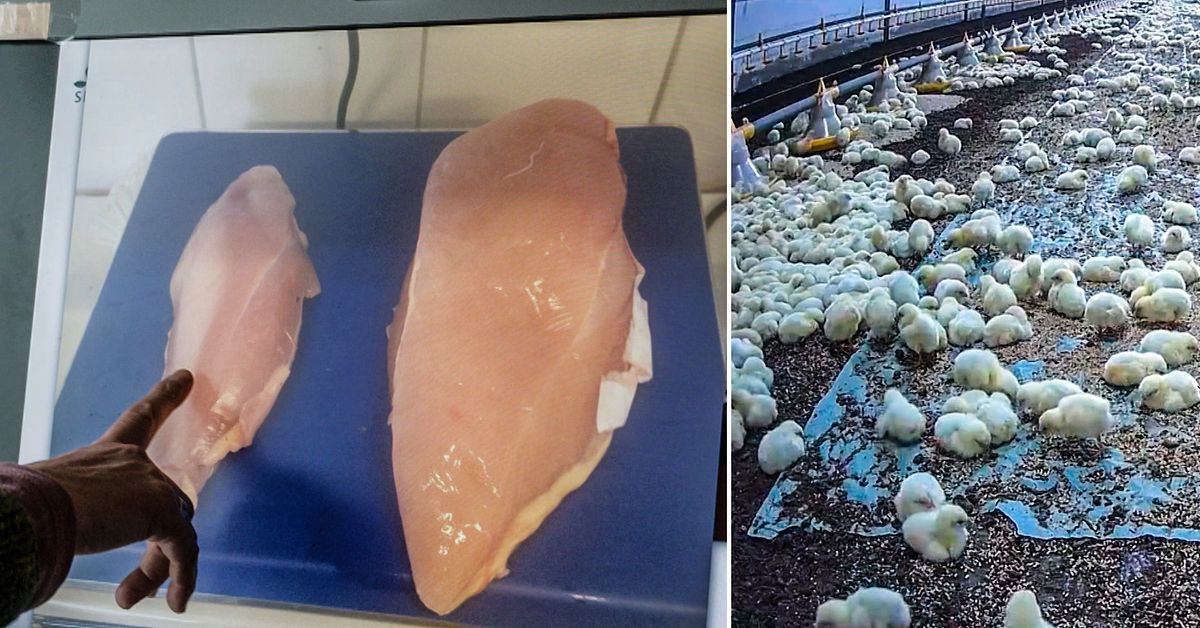 Her er hvor raskt kyllingen som selges i Sverige vokser: den lever 35 dager