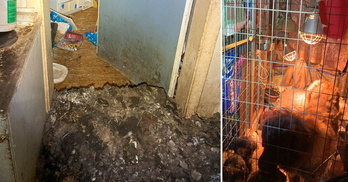 Kvinna d&ouml;ms f&ouml;r grovt djurpl&aring;geri &ndash; hade 30-tal hundar och katter i bostaden