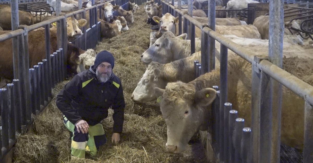 Kritiserade virtuella elst&auml;ngsel till&aring;tna &ndash; lantbrukaren Henrik Nisser hoppas slippa hagar utan staket