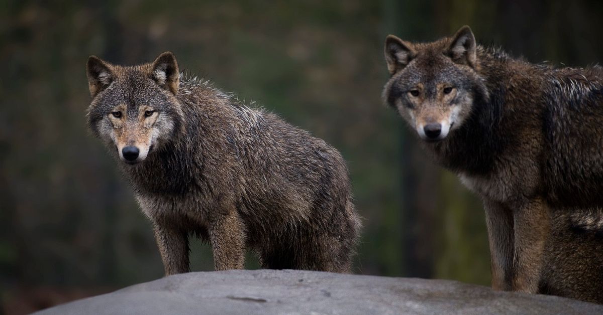 F&ouml;rvaltningsr&auml;tten stoppar vargjakt 2026