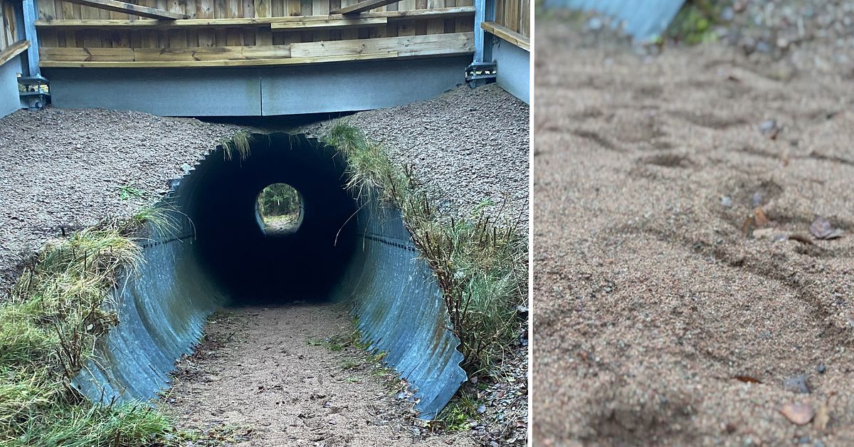 Uppt&auml;ckten chockade Trafikverket &ndash; m&auml;nniskor kryper i djurens tunnlar