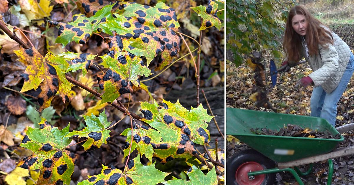 Angrepp av tj&auml;rfl&auml;cksjuka i Sundsvall &ndash; s&aring; bek&auml;mpas den