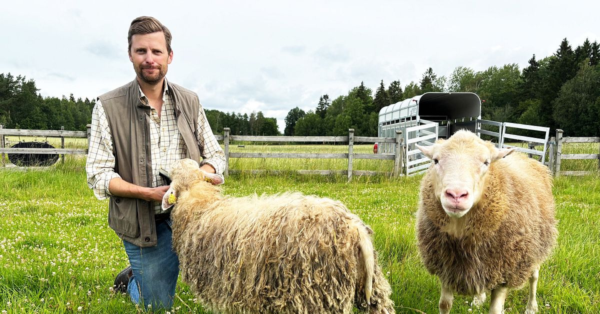 Allt fler fårbönder lägger av – vargangrepp och lönsamhet hotar näringen