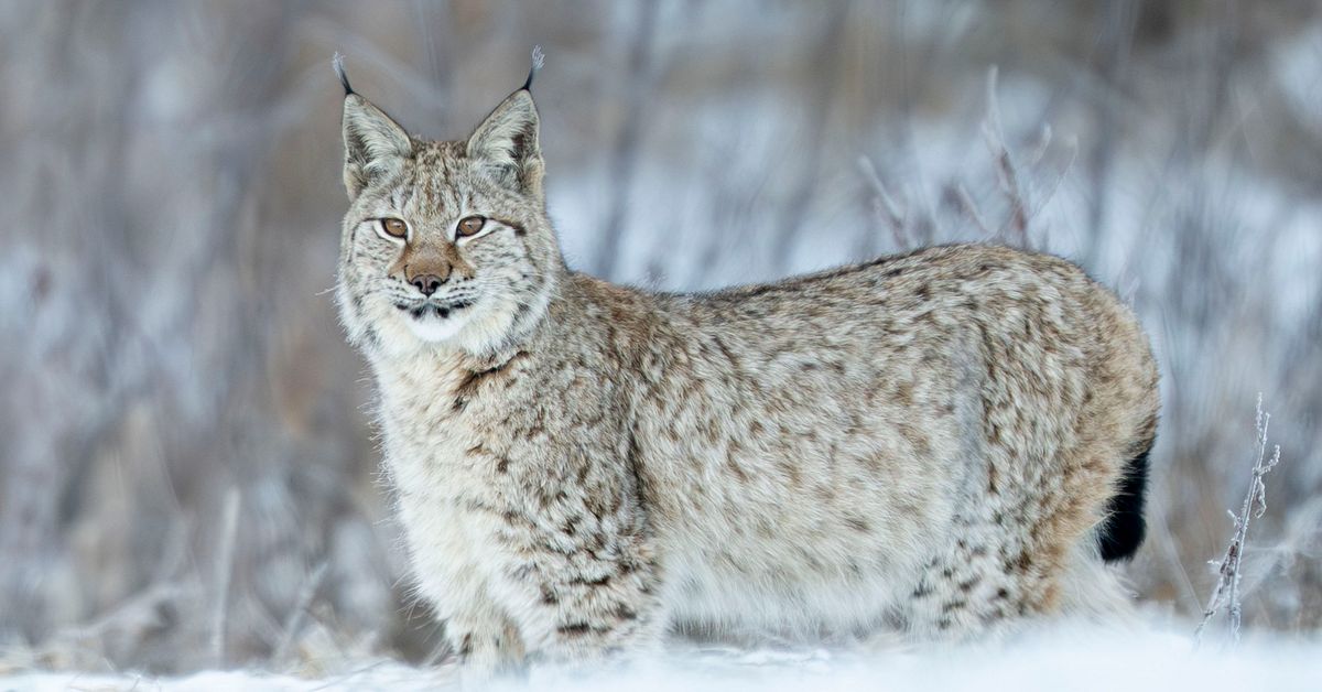 Beslutet: &Aring;tta lodjur f&aring;r skjutas i &Ouml;sterg&ouml;tland