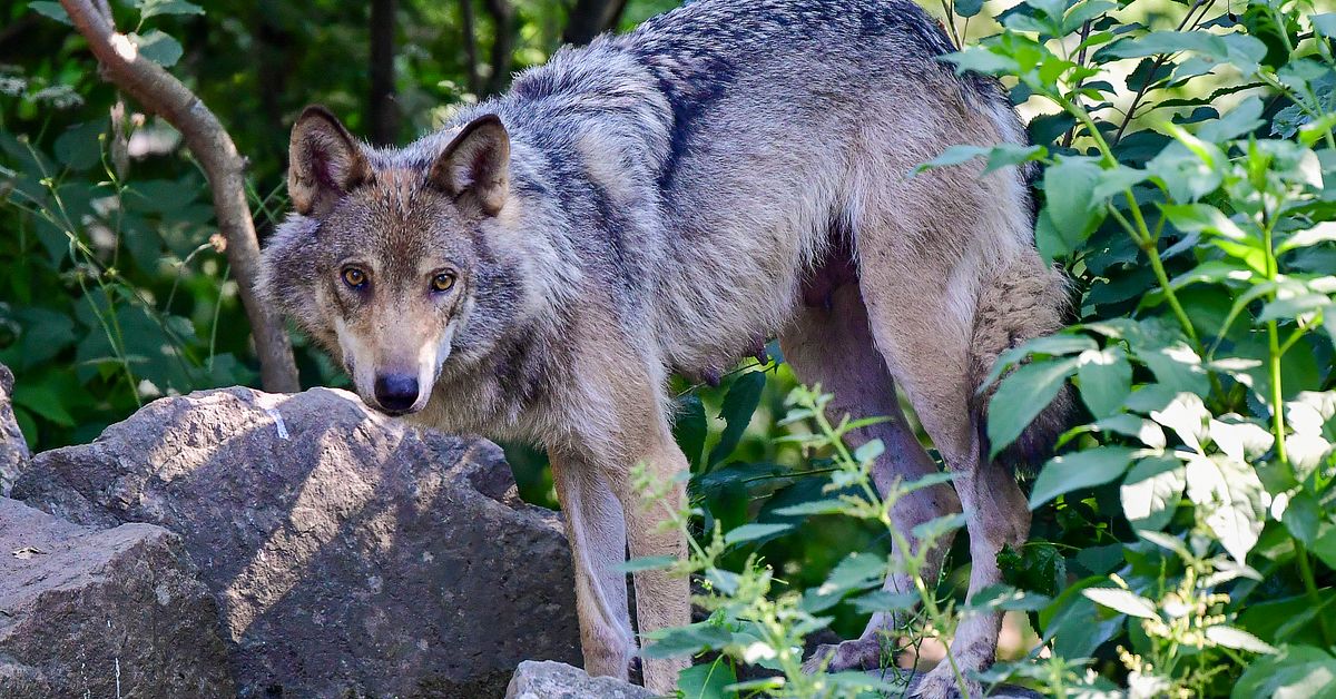 Vargattack i Rydaholm &ndash; sex f&aring;r d&ouml;da