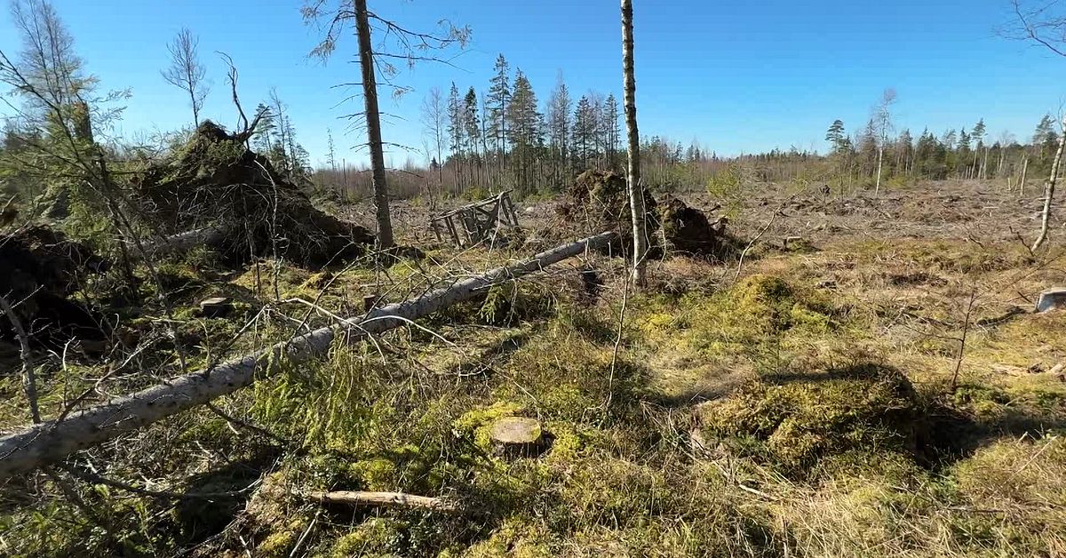 S&aring; mycket skog f&ouml;ll under stormen Dave