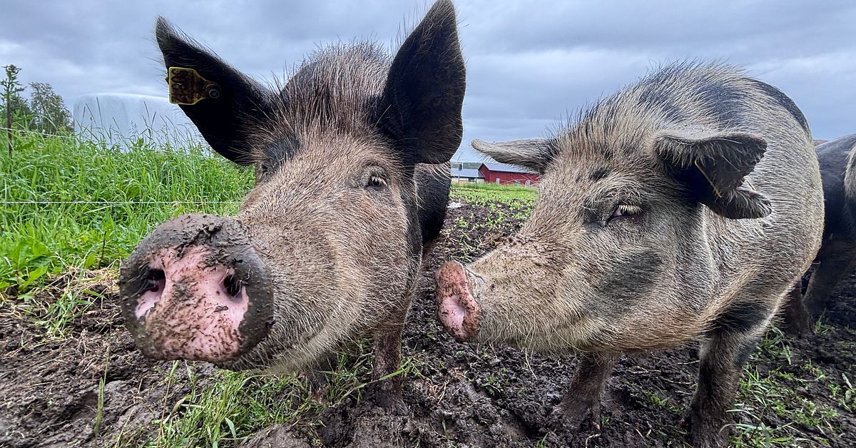 F&ouml;lj med p&aring; grissl&auml;pp i Havstr&auml;sk &ndash; h&auml;r h&aring;ller svinen marken &ouml;ppen
