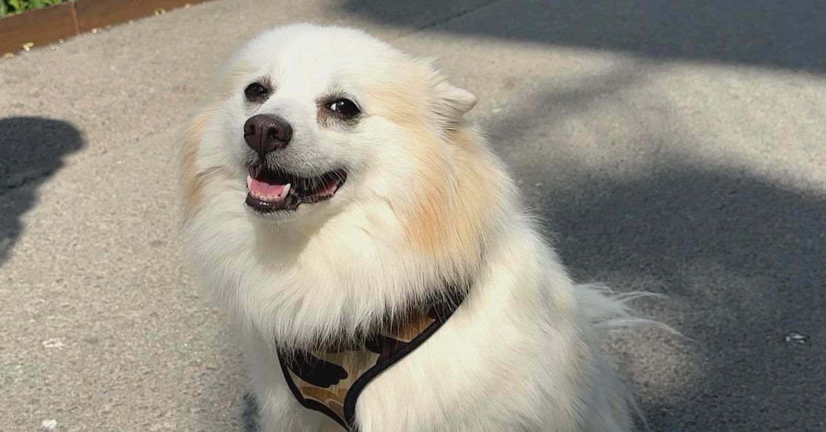 M&aring;nga vill l&aring;ta hunden &auml;rva &ndash; men juridiskt &auml;r husdjur bara egendom