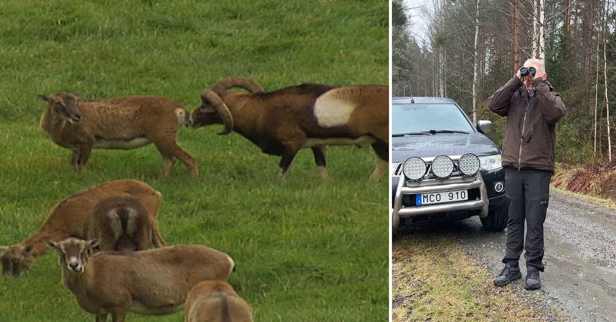 Mystiska mufflonf&aring;ren blir fler &ndash; sprider sig runt E22