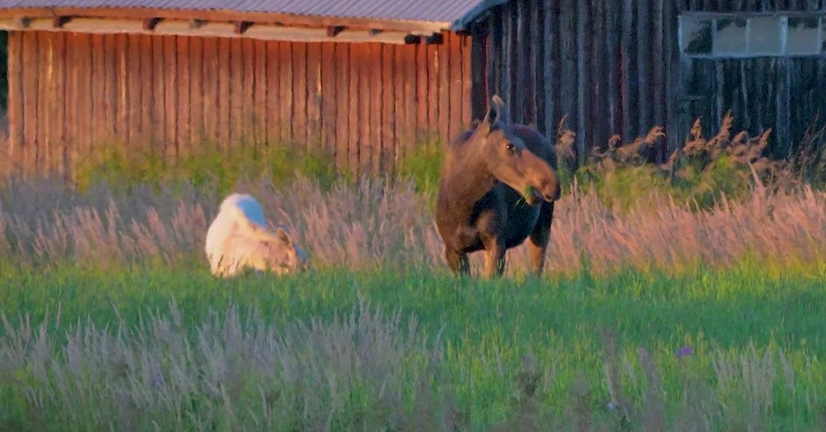 Unika djurm&ouml;tet &ndash; se vita &auml;lgkalven beta i Ersn&auml;s