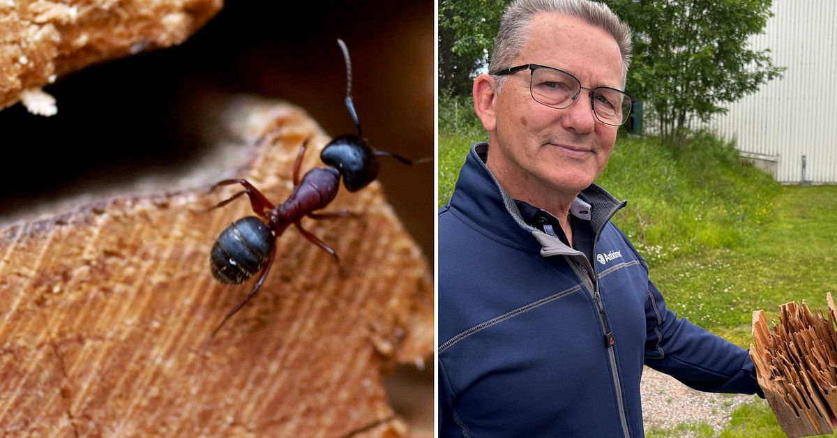 H&auml;stmyrorna kom rekordtidigt  &ndash; s&aring; undviker du skadedjuret