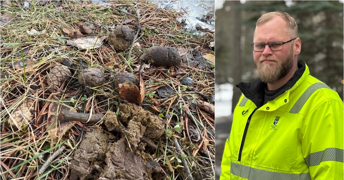 Hundbajs tinar fram p&aring; gator, i parker och lekplatser &ndash; &Ouml;stersunds kommun: &rdquo;Skittr&aring;kigt&rdquo;