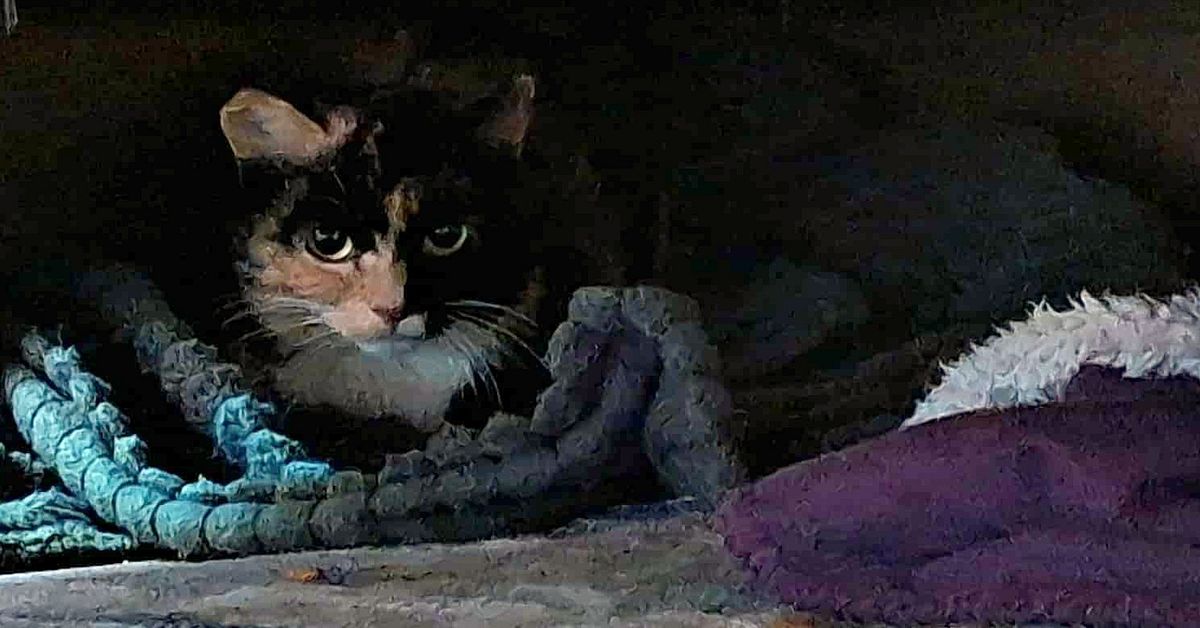 Katten Estelle fick ny chans – ”Övar på att lita på människor igen”