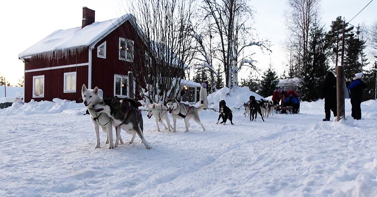 Nya rekord för turismen i Norrbotten: ”Spenderar enorma summor”