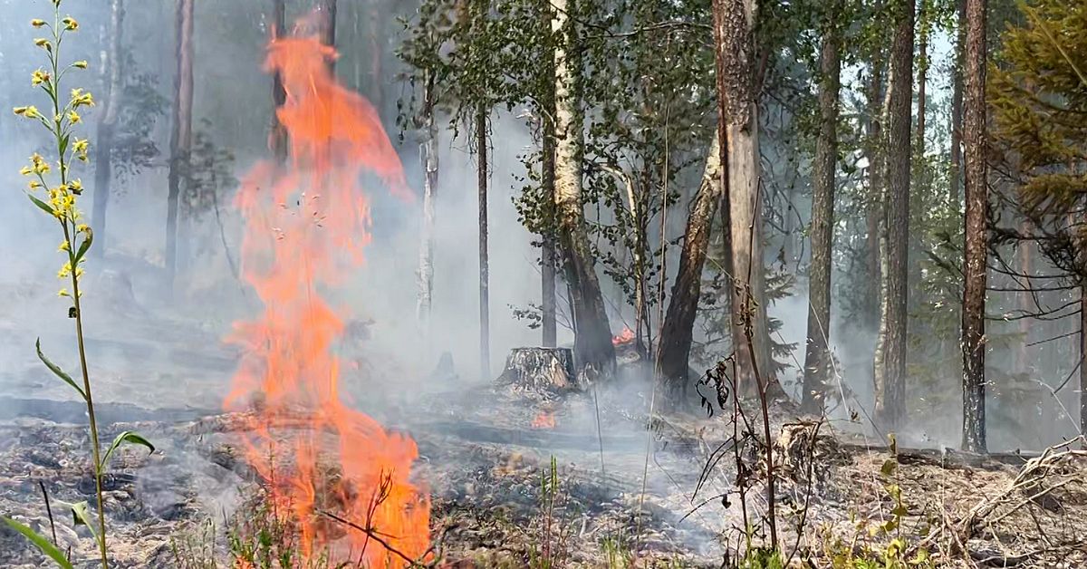 Flera skogsbränder i Överkalix efter blixtnedslag